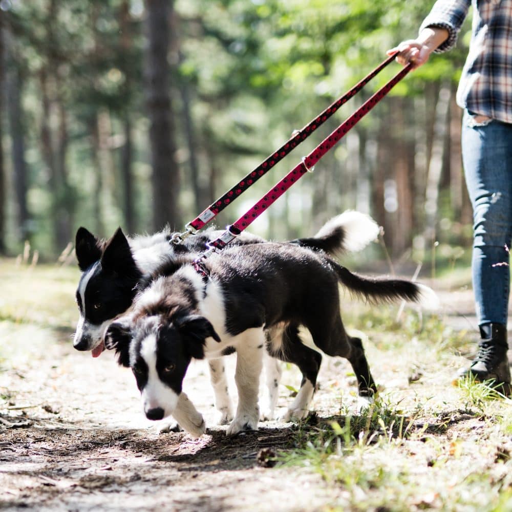 Portrait unserer Doppelhundeleine Willy in Rot mit schwarzem Hundepfoten-Motiv und 2 süßem Hunden beim spazieren gehen im Wald