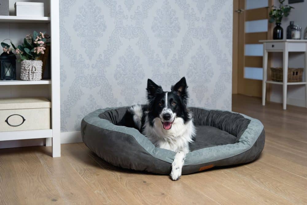 Hundebett Prins Premium Beispielbild mit Border Collie im Wohnzimmer