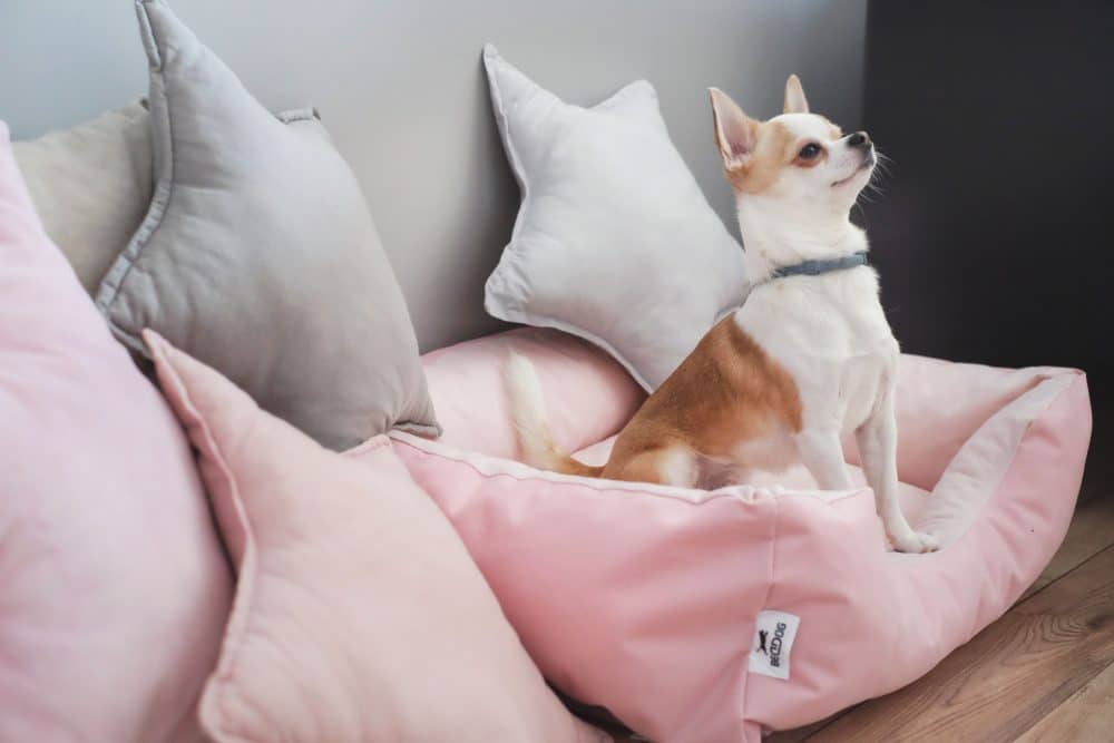 Beispielbild Hundebett Zara in Pink