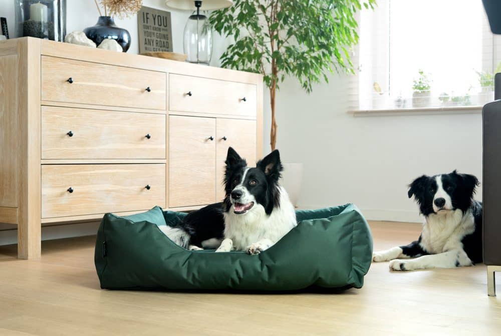 Beispielbild Hundebett Zara in Grün mit 2 Border Collies im Wohnzimmer