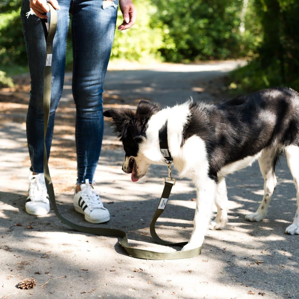 Hundeleine Emma in Khaki und angeleinter Hund beim Spaziergang