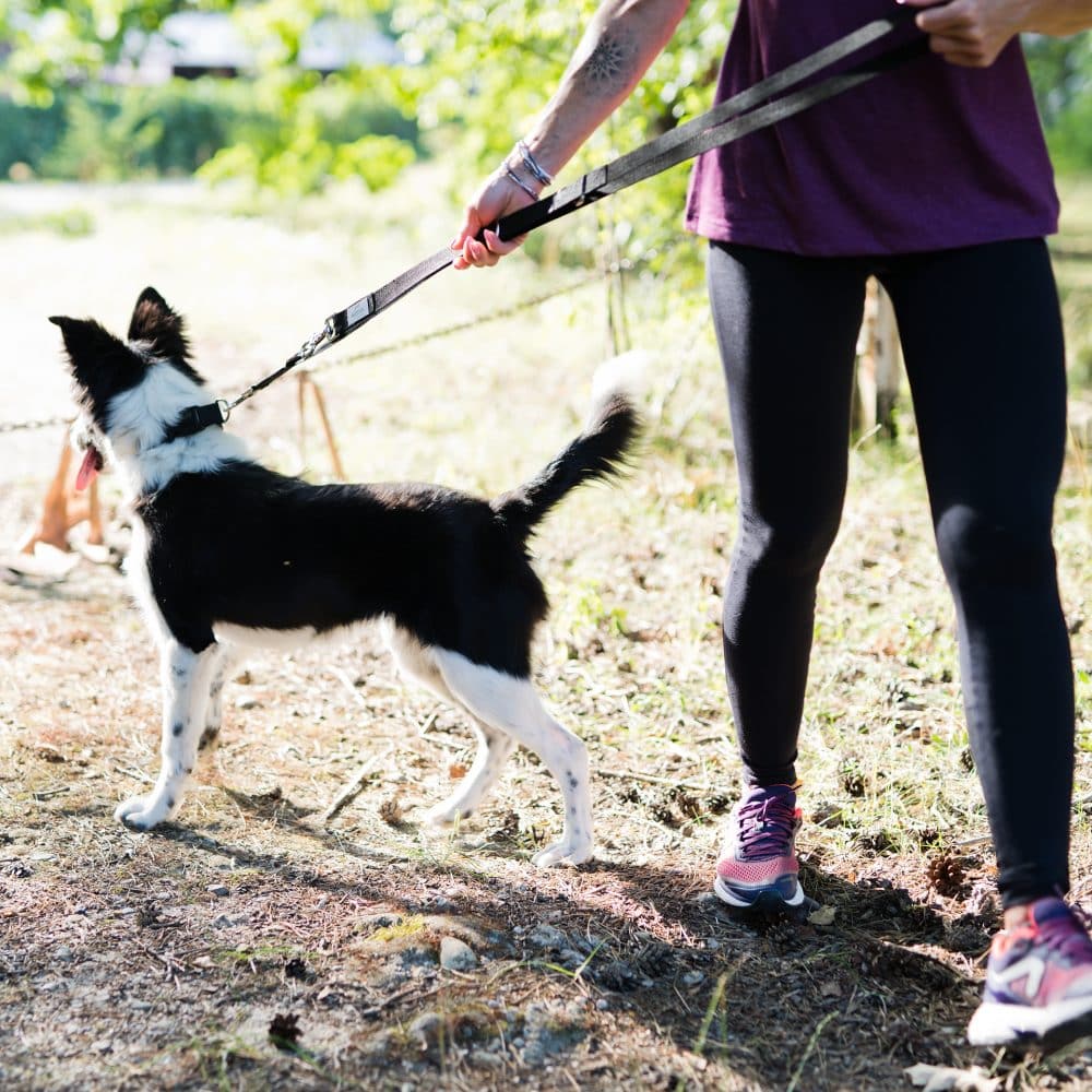 Frau geht mit ihrem Border Collie und der Hundeleine Spike im Wald spazieren