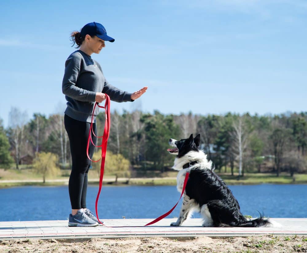 Frau übt mit ihrem Hund und der Trainingsleine Tyson Tricks