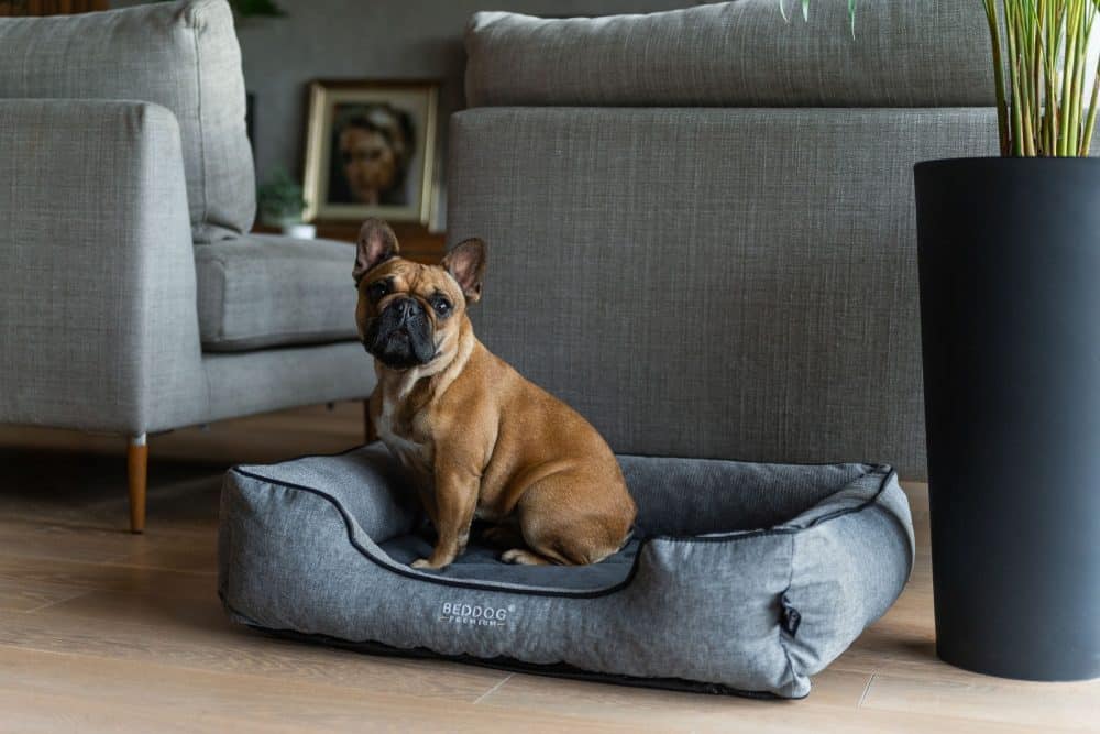 Orthopädisches Hundebett Clara in grau mit kleinem Hund im Wohnzimmer
