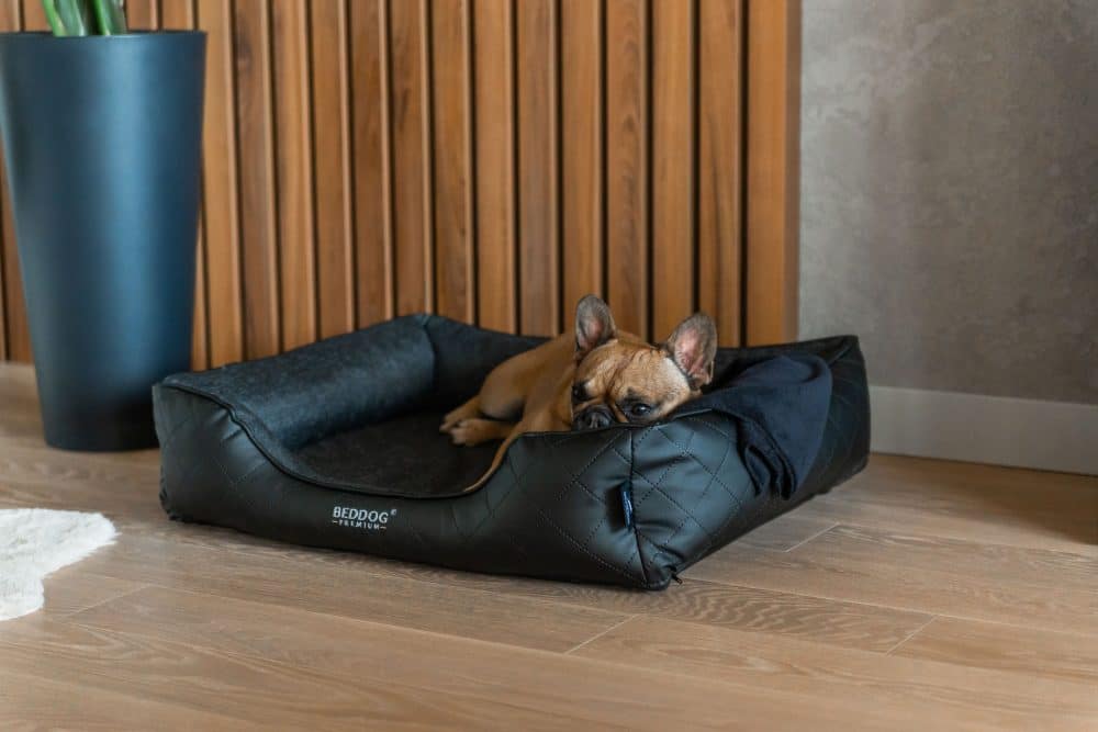 Orthopädisches Hundebett Wuffi in schwarz mit kleinem Hund im Wohnzimmer