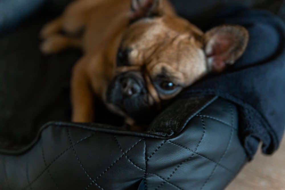 Orthopädisches Hundebett Wuffi in schwarz mit kleinem Hund im Wohnzimmer Nahaufnahme