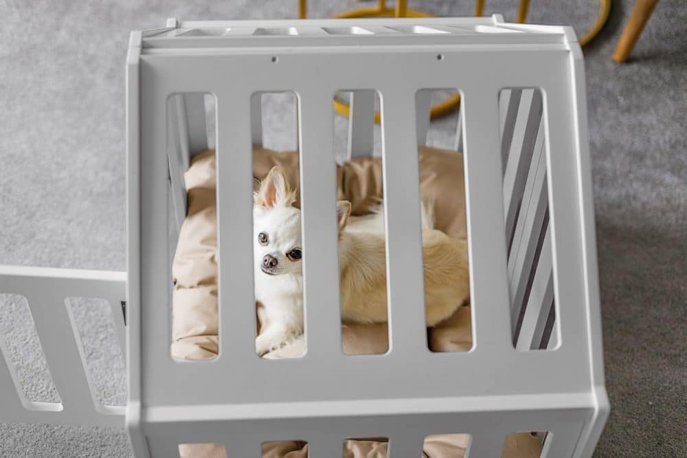 Kleine Indoor-Hundehütte in grau - Mit weißem Chihuahua