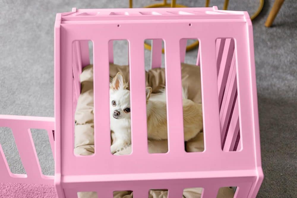 Kleine Indoor-Hundehütte in pink - mit kleinem Chichuahua
