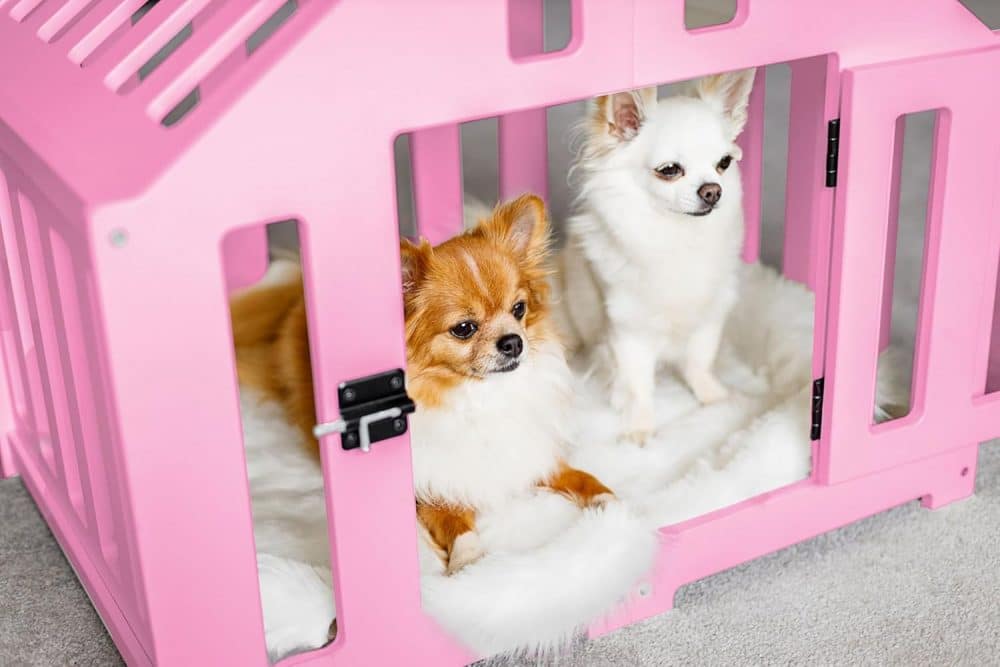 Kleine Indoor-Hundehütte in pink - mit 2 Chichuahuas
